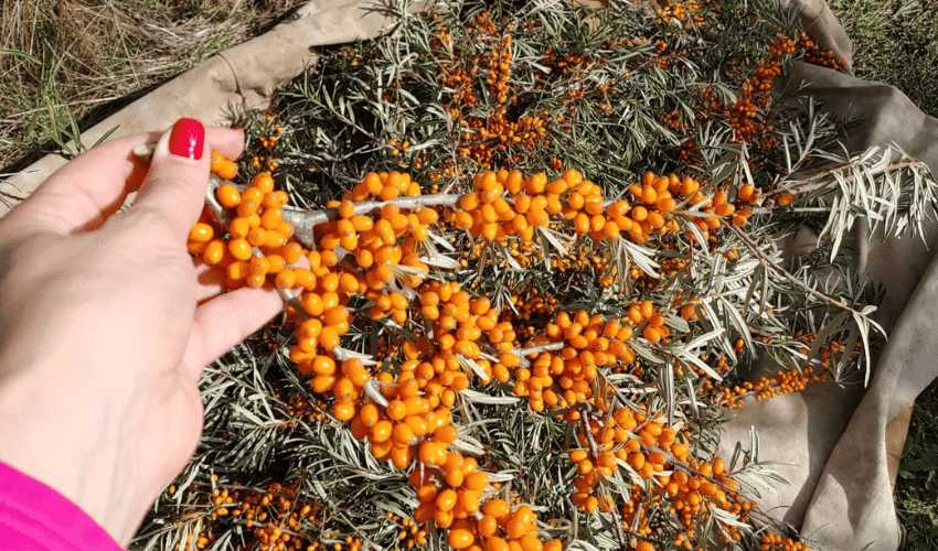 Így lettünk homoktövis ültetvény tulajdonosok – az ESBANA sztori-kép1