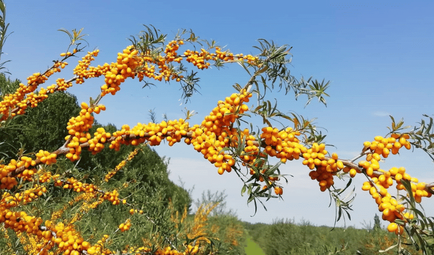 Így lettünk homoktövis ültetvény tulajdonosok – az ESBANA sztori
