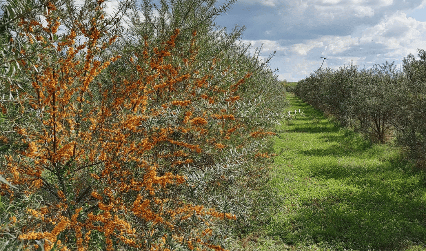 Így lettünk homoktövis ültetvény tulajdonosok – az ESBANA sztori-kép2
